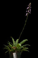 Image of Stenoglottis longifolia Hook. fil.