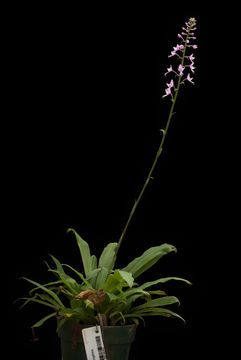 Plancia ëd Stenoglottis longifolia Hook. fil.