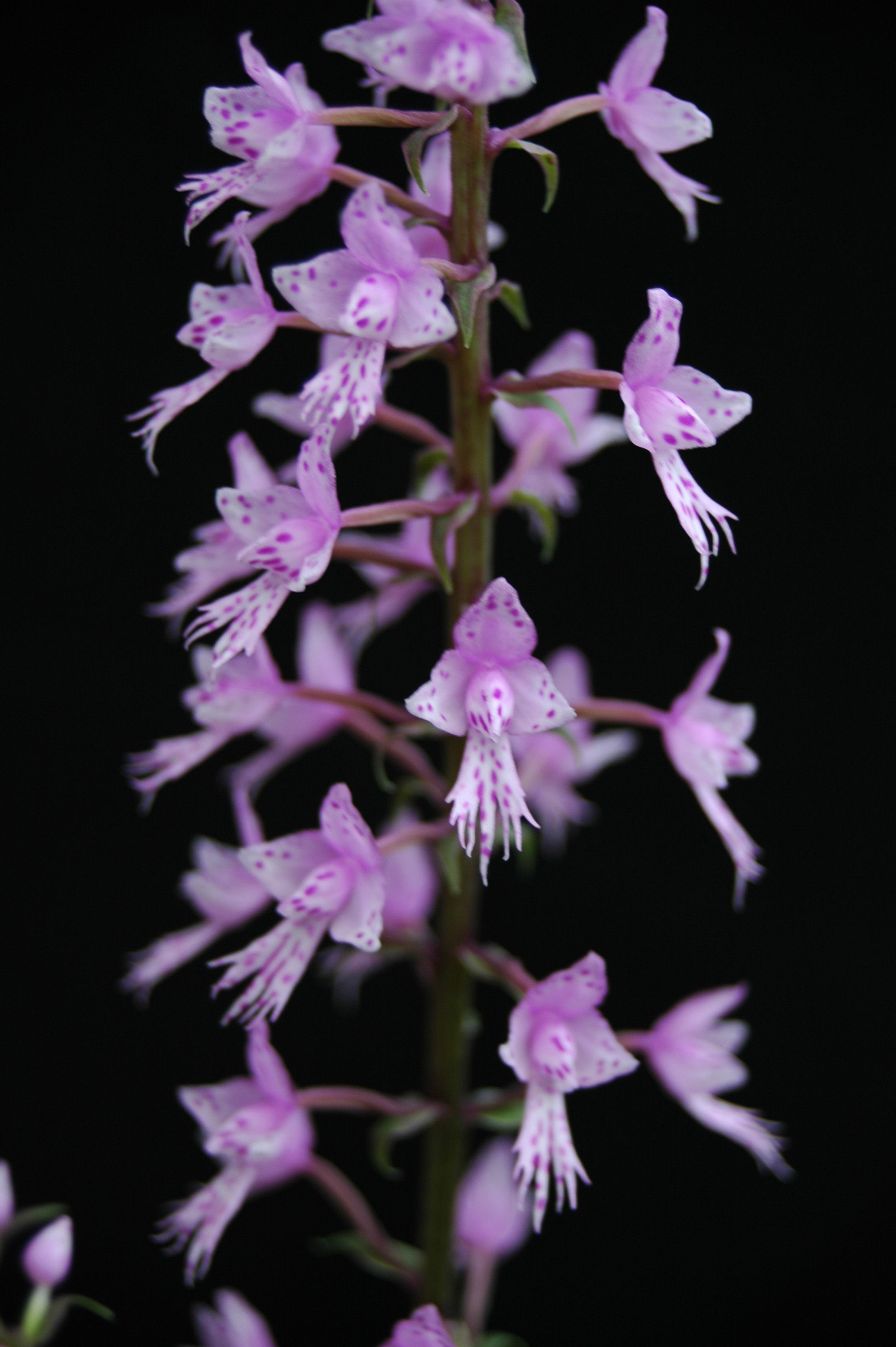 Plancia ëd Stenoglottis longifolia Hook. fil.