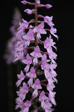 Image of Stenoglottis longifolia Hook. fil.