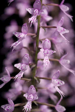 Plancia ëd Stenoglottis longifolia Hook. fil.