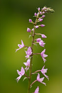 Image of Stenoglottis longifolia Hook. fil.