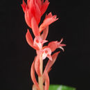 Sivun Stenorrhynchos speciosum (Jacq.) Rich. kuva