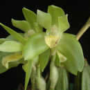 Image of Sudamerlycaste ciliata (Ruiz & Pav.) Archila