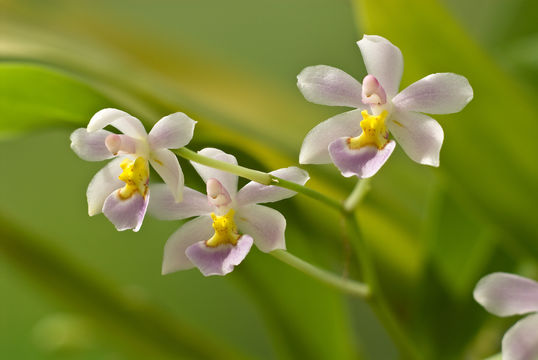 Image of Rossioglossum krameri (Rchb. fil.) M. W. Chase & N. H. Williams