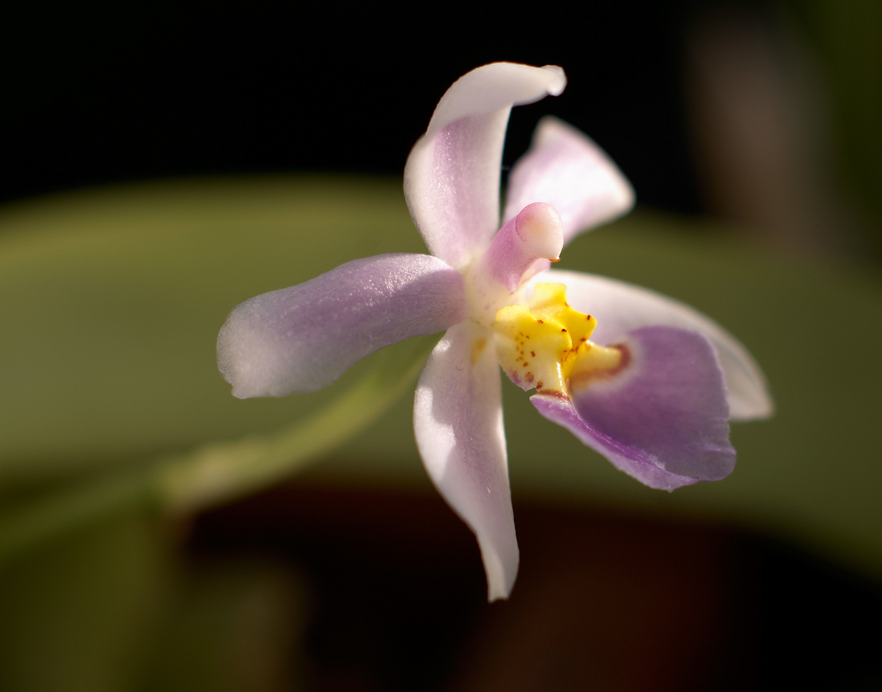 Image of Rossioglossum krameri (Rchb. fil.) M. W. Chase & N. H. Williams