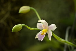Image of Rossioglossum krameri (Rchb. fil.) M. W. Chase & N. H. Williams