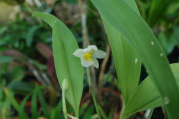 Image of Rossioglossum