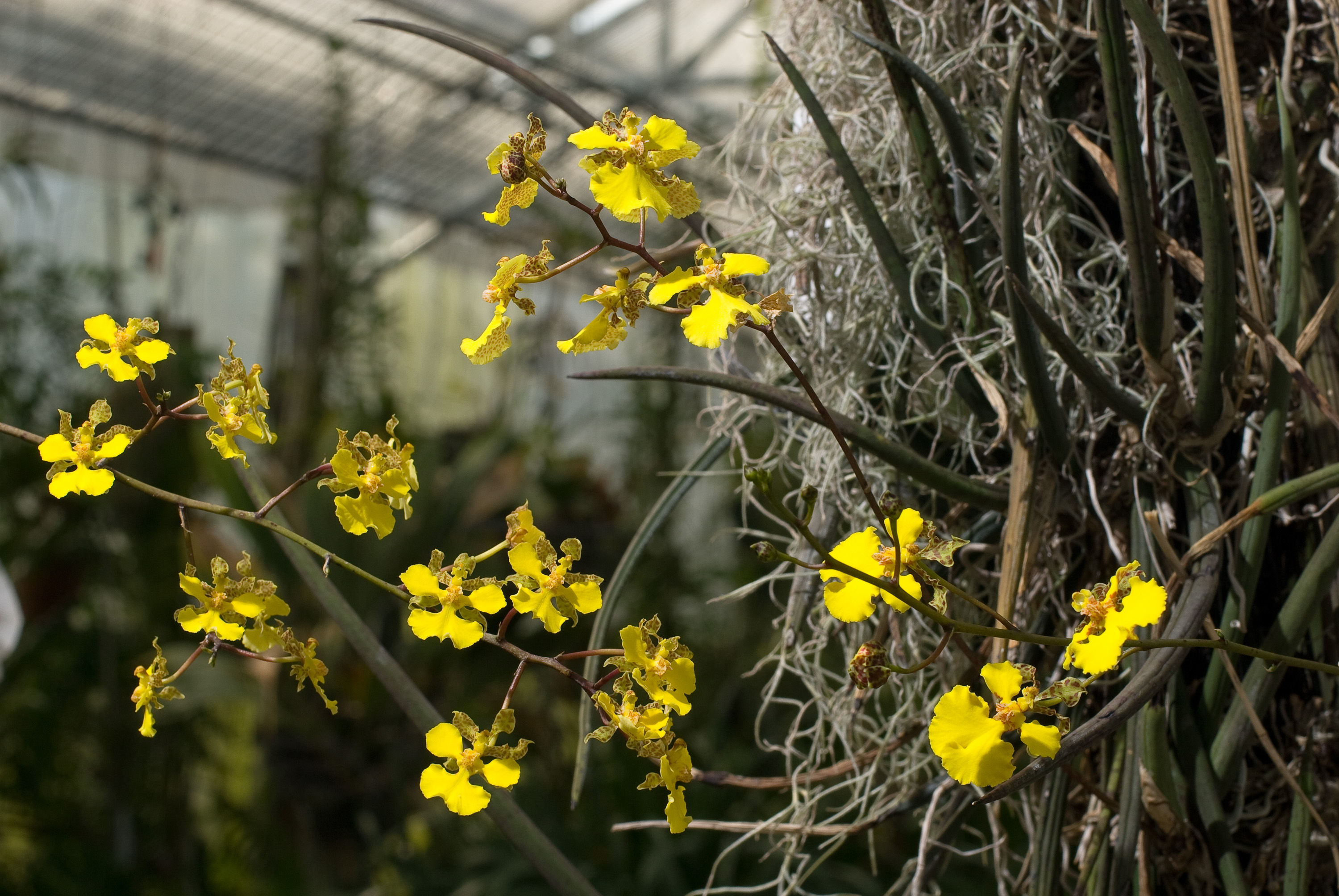 Image of Trichocentrum cebolleta (Jacq.) M. W. Chase & N. H. Williams