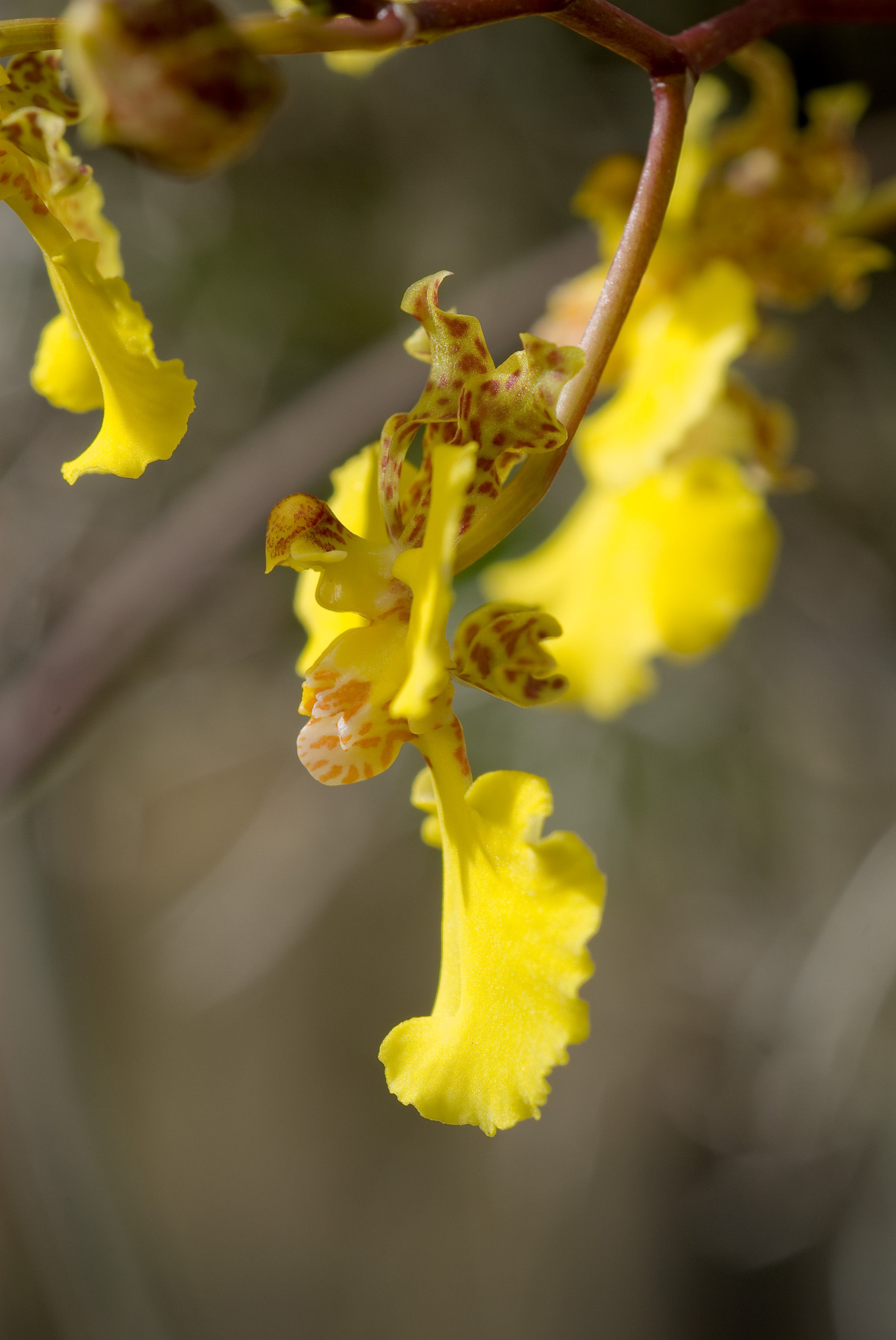 Image of Trichocentrum cebolleta (Jacq.) M. W. Chase & N. H. Williams