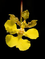 Image of Trichocentrum cebolleta (Jacq.) M. W. Chase & N. H. Williams