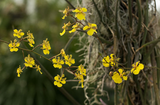 Image of Trichocentrum cebolleta (Jacq.) M. W. Chase & N. H. Williams