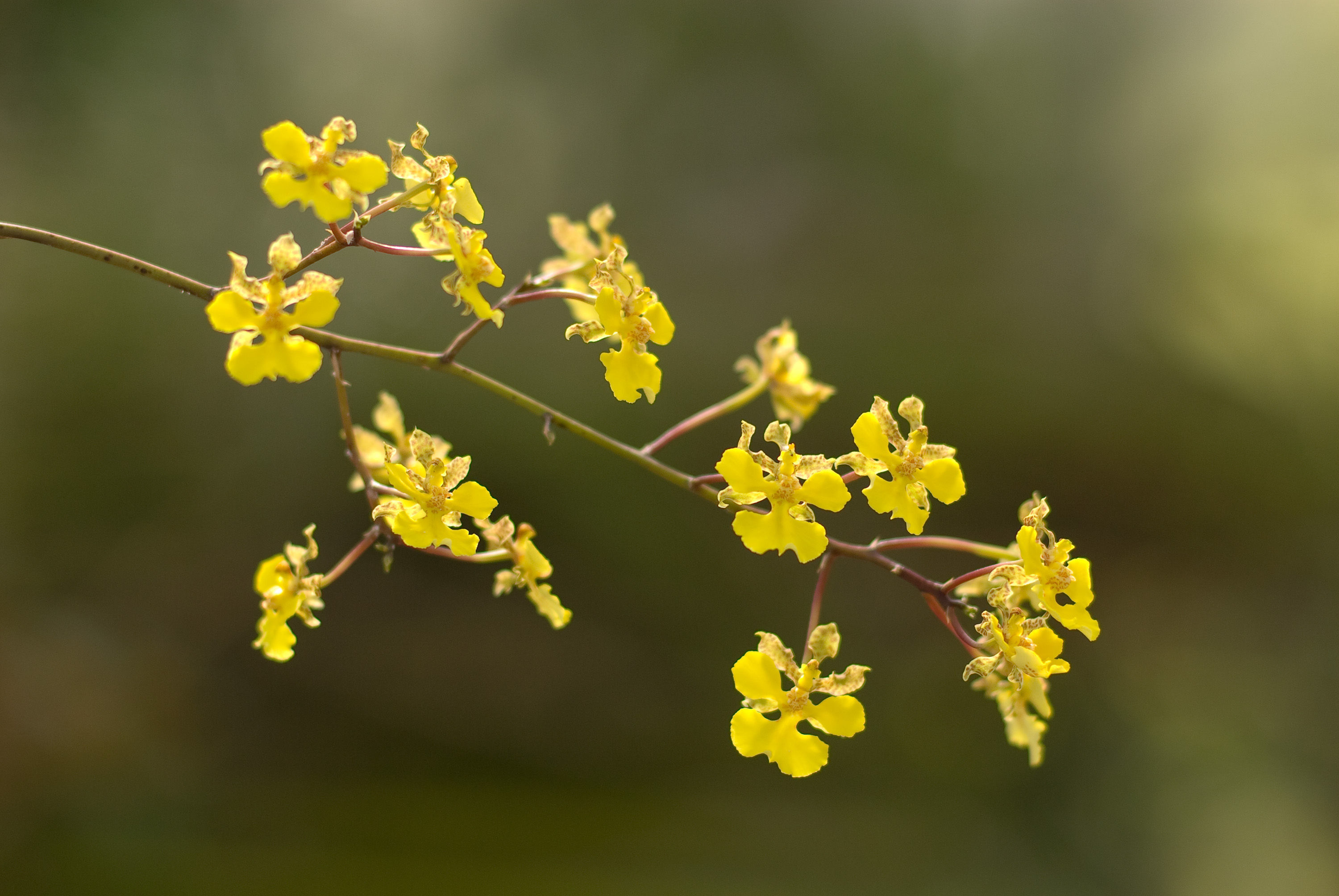 Image of Trichocentrum cebolleta (Jacq.) M. W. Chase & N. H. Williams