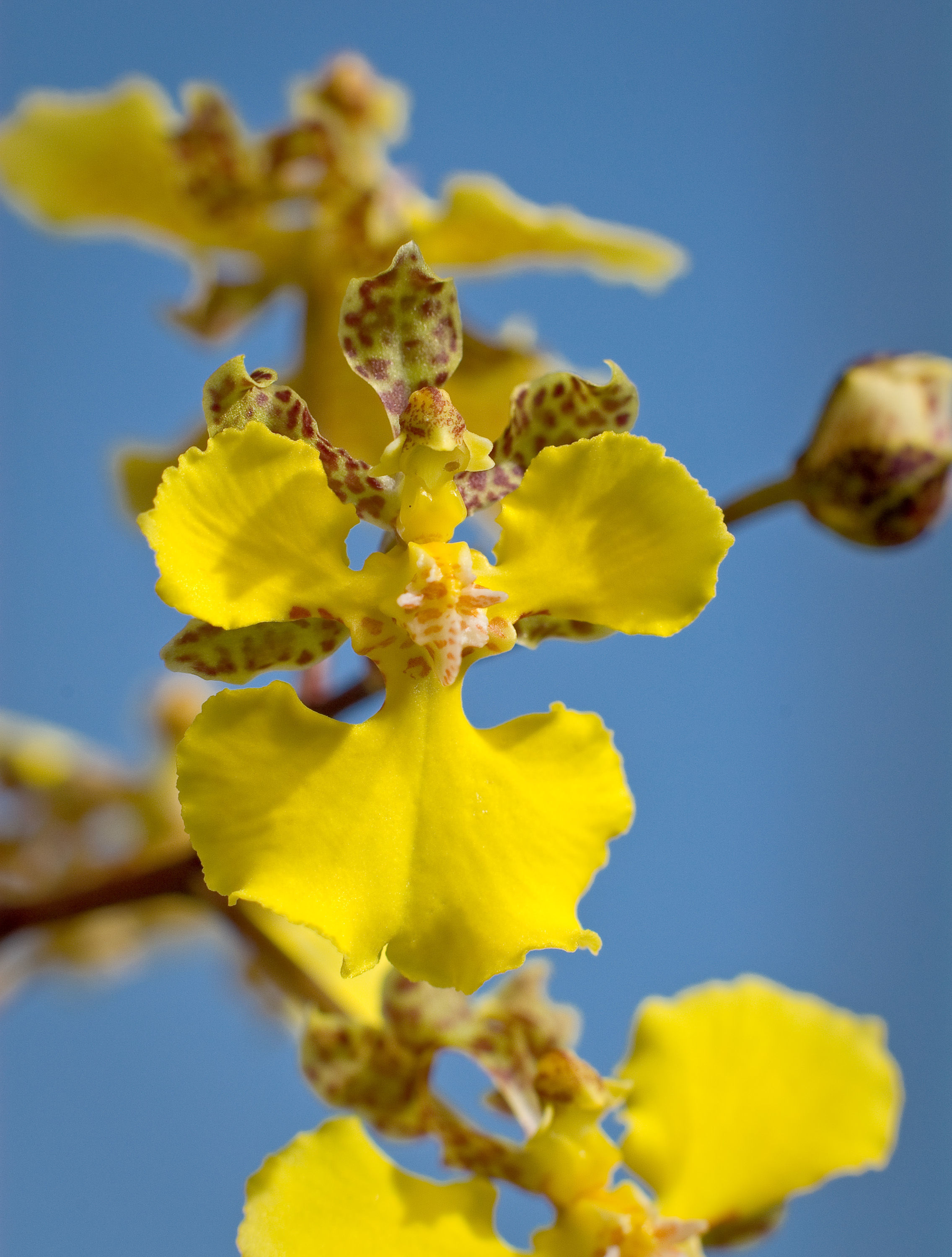 Image of Trichocentrum cebolleta (Jacq.) M. W. Chase & N. H. Williams