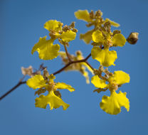 Image of Trichocentrum cebolleta (Jacq.) M. W. Chase & N. H. Williams