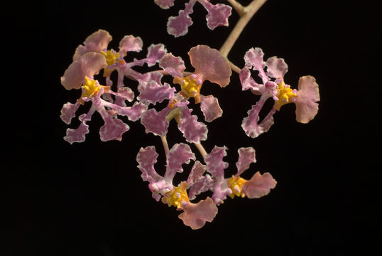 Image of Trichocentrum luridum (Lindl.) M. W. Chase & N. H. Williams