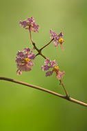 Image of Trichocentrum luridum (Lindl.) M. W. Chase & N. H. Williams