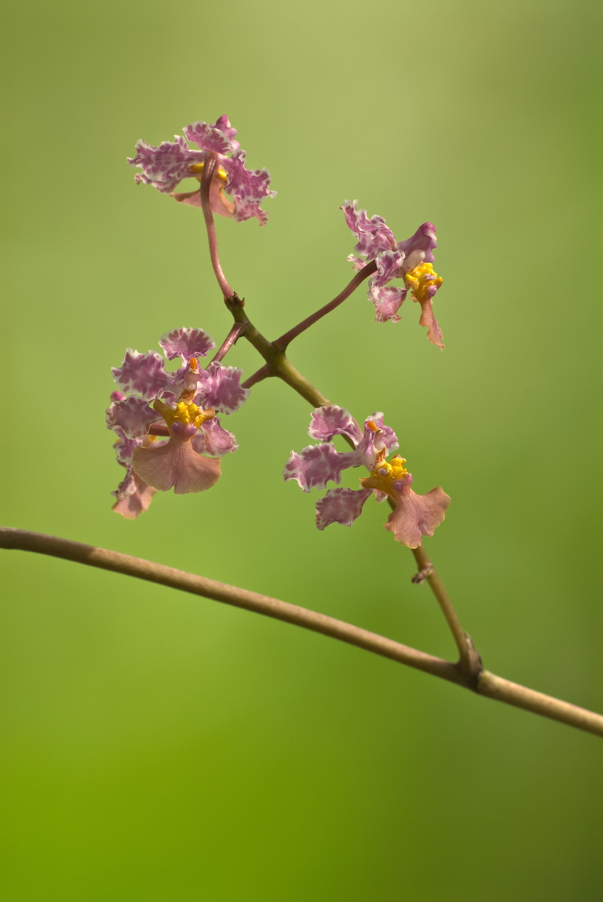 Image of Trichocentrum luridum (Lindl.) M. W. Chase & N. H. Williams