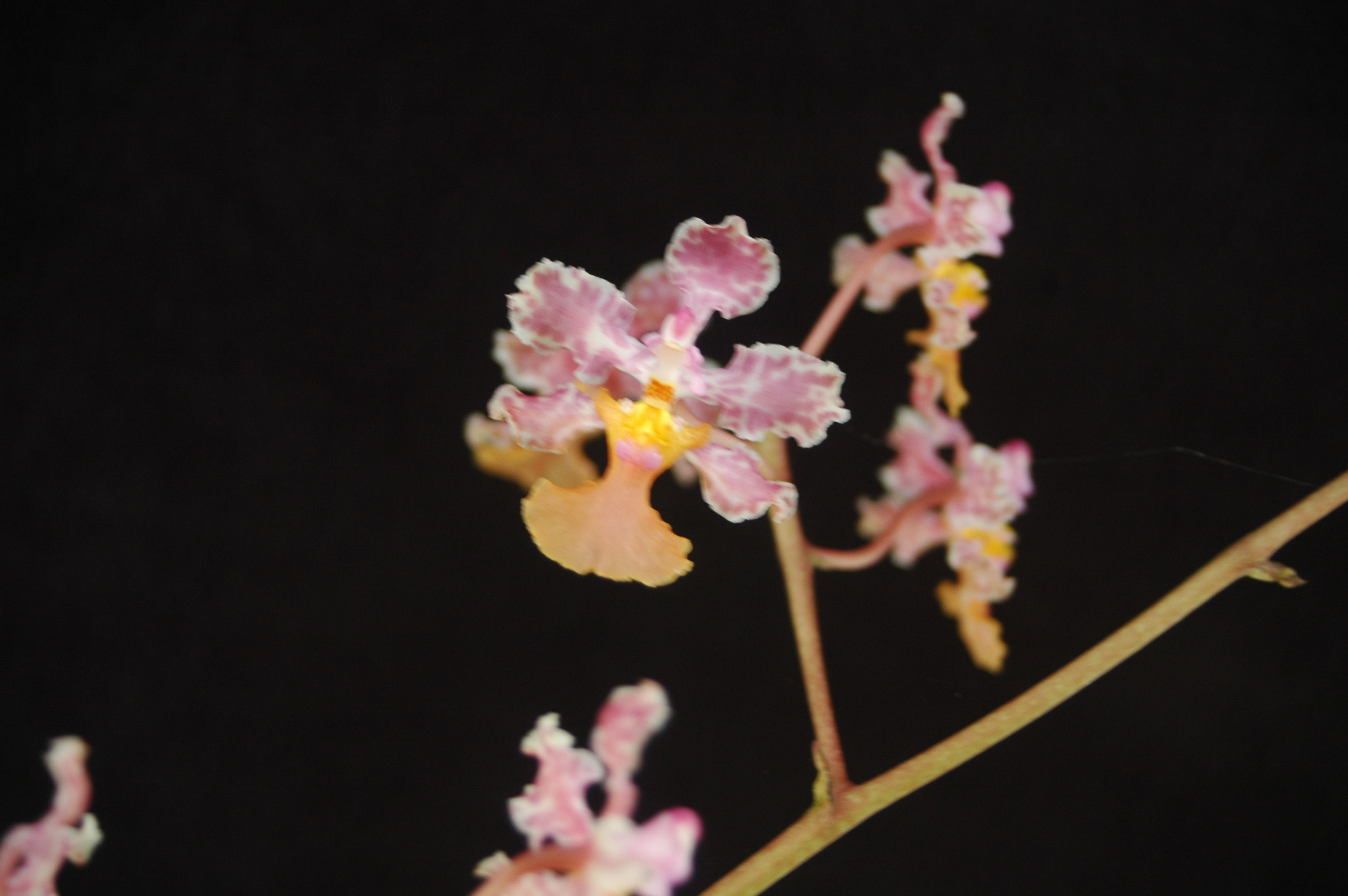 Image of Trichocentrum luridum (Lindl.) M. W. Chase & N. H. Williams