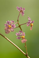 Image of Trichocentrum luridum (Lindl.) M. W. Chase & N. H. Williams