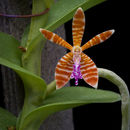 Trichoglottis smithii Carr的圖片