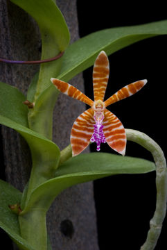 Trichoglottis smithii Carr resmi