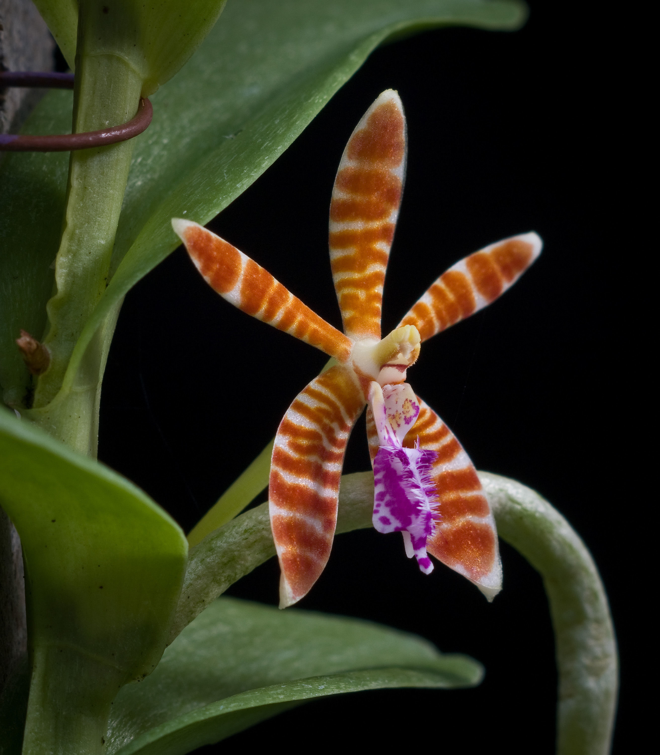 Trichoglottis smithii Carr resmi