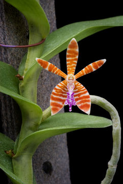 Trichoglottis smithii Carr resmi