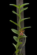 Trichoglottis smithii Carr resmi