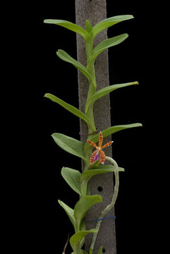 Image of Trichoglottis smithii Carr