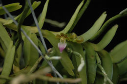 Trichoglottis resmi