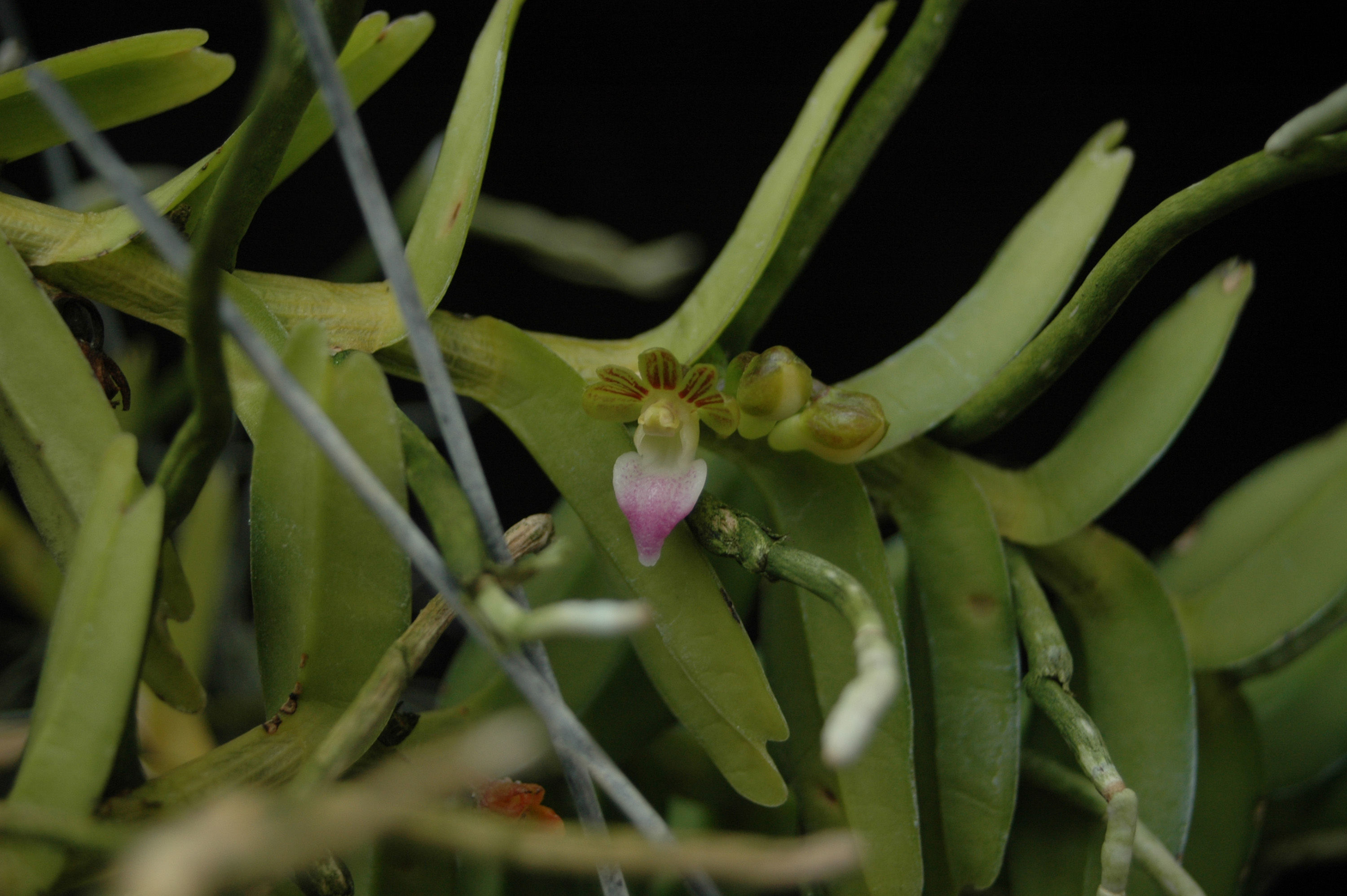 Trichoglottis resmi