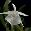 Imagem de Trichopilia fragrans (Lindl.) Rchb. fil.