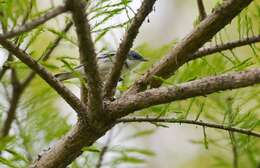 Image of Cerulean Warbler