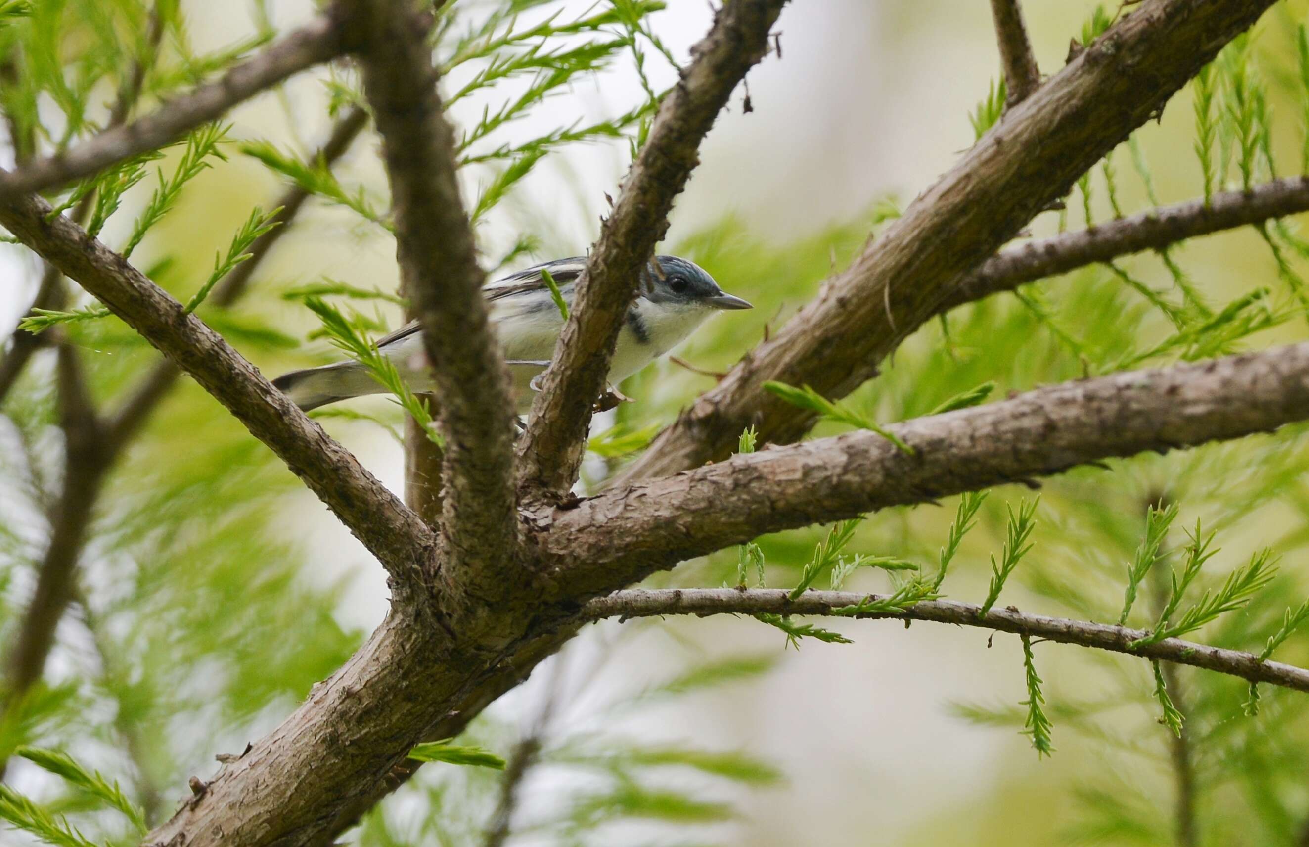 Image of Cerulean Warbler