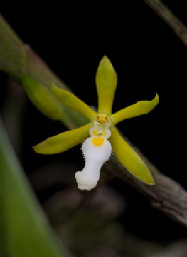 Image of Roebelen's Vanda