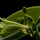 Image of West Indian vanilla