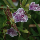 Image de Zygopetalum maculatum (Kunth) Garay