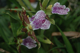 Image de Zygopetalum maculatum (Kunth) Garay