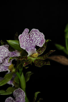 Image de Zygopetalum maculatum (Kunth) Garay