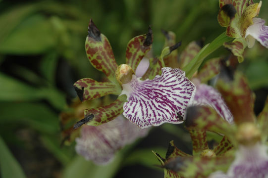 Image de Zygopetalum maculatum (Kunth) Garay