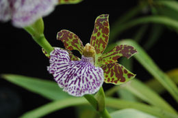 Image of Zygopetalum maculatum (Kunth) Garay