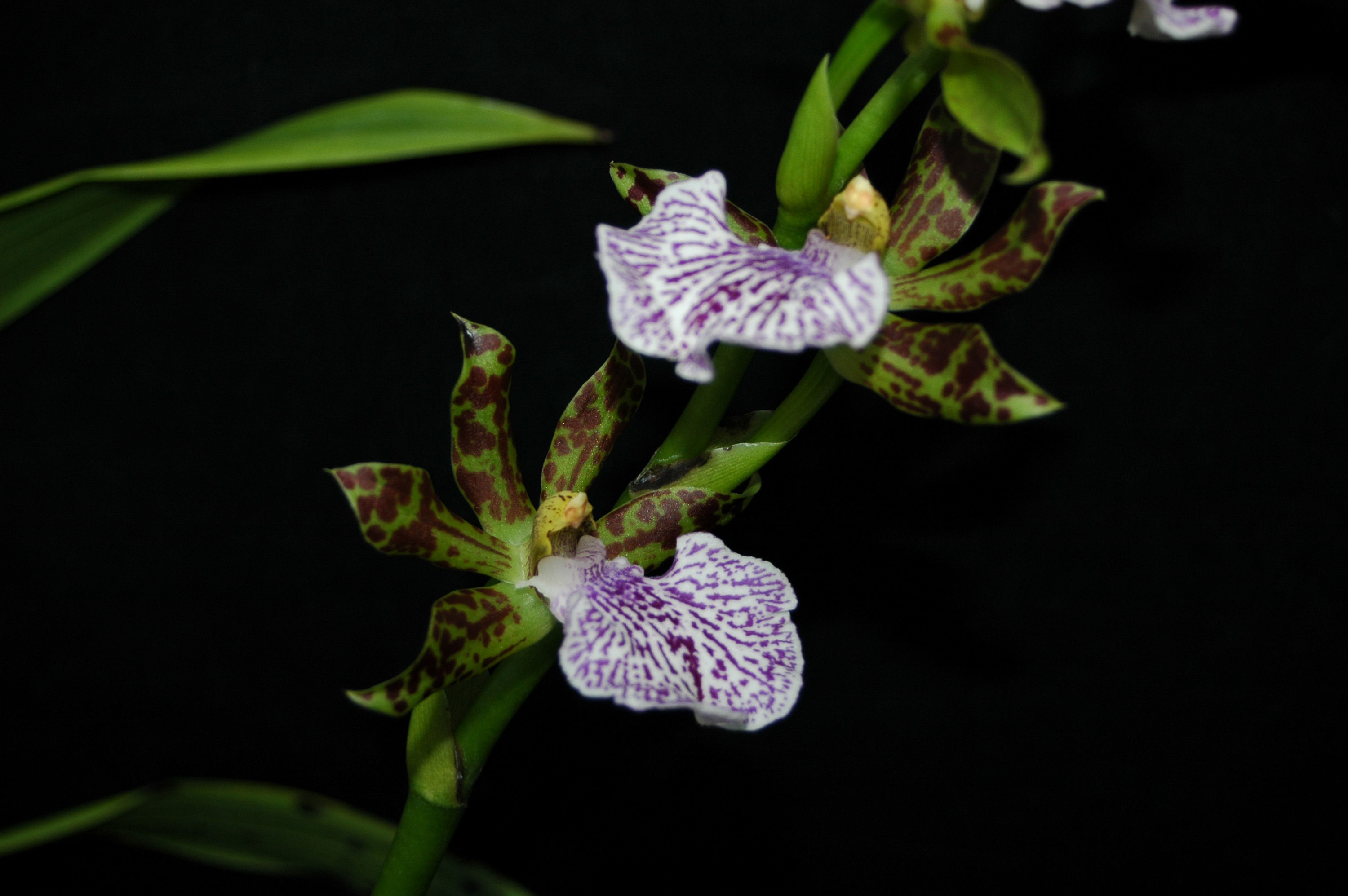 Image of Zygopetalum maculatum (Kunth) Garay