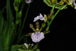 Image of Zygopetalum maculatum (Kunth) Garay