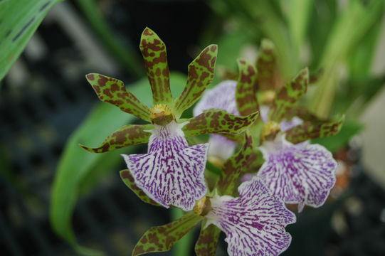 Image de Zygopetalum maculatum (Kunth) Garay