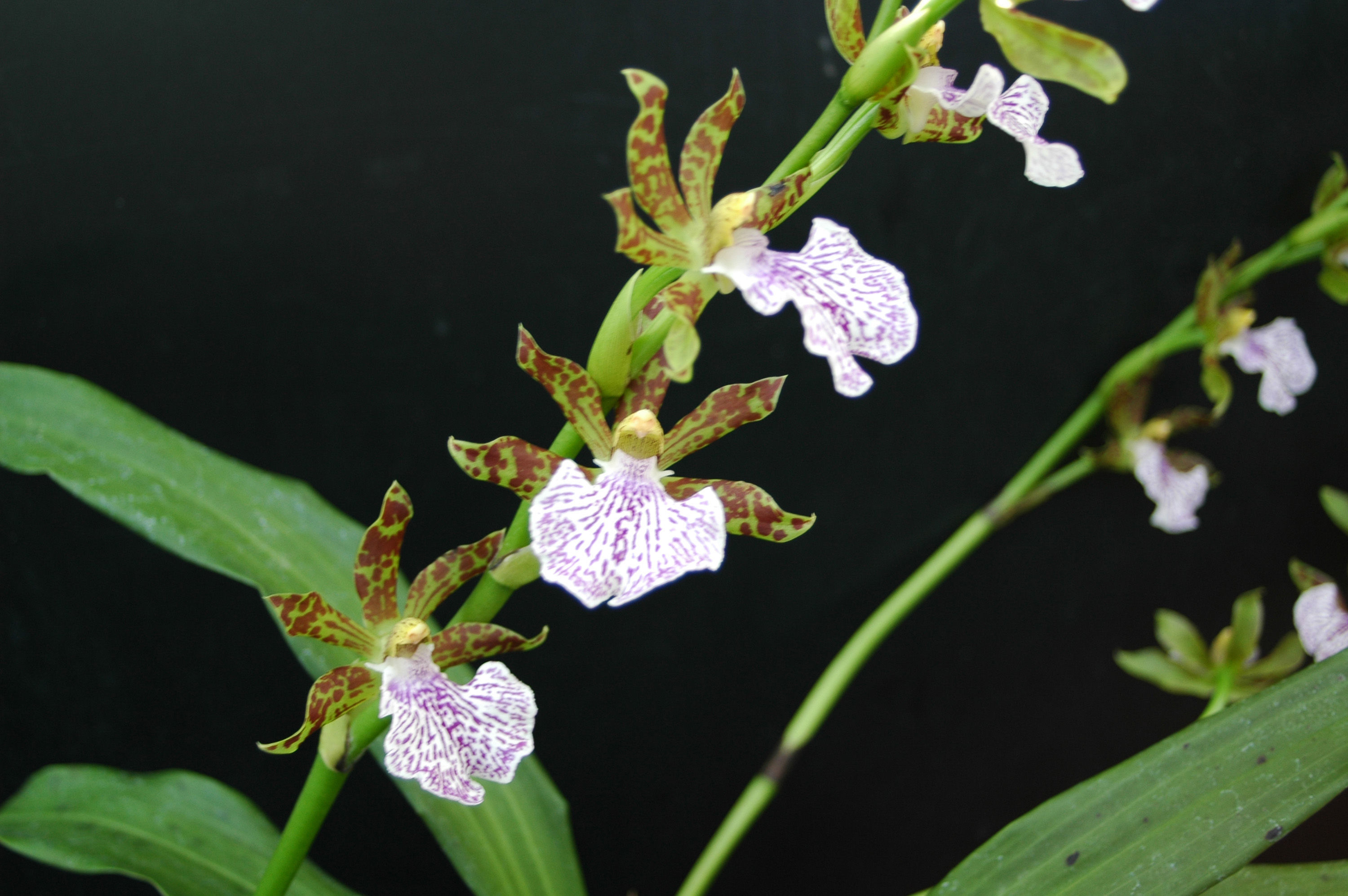 Image of Zygopetalum maculatum (Kunth) Garay