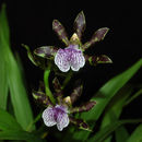 صورة Zygopetalum