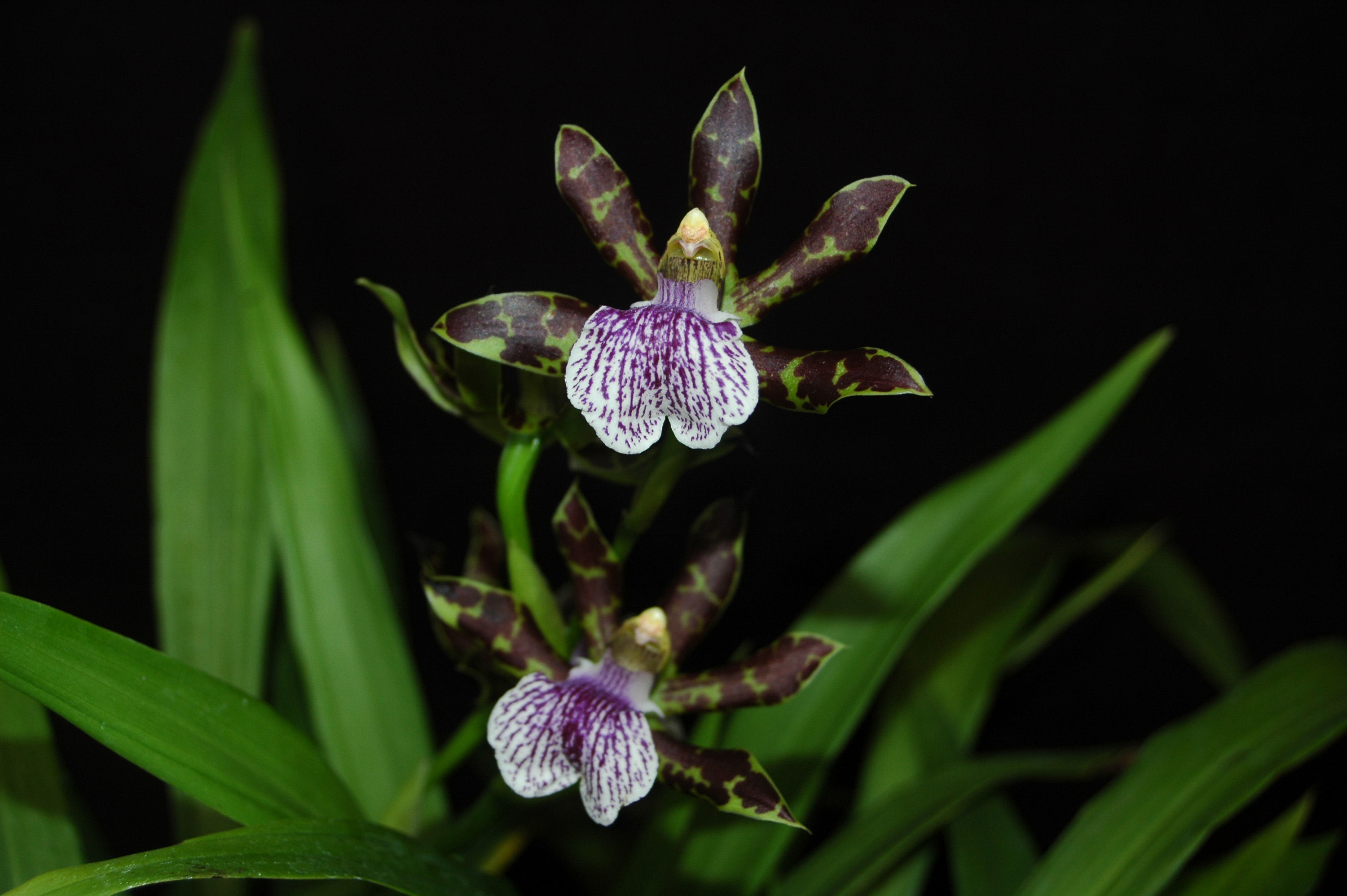 Image of Zygopetalum