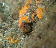 Image of Browncheek Blenny