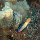 Image of Blue-stripe blenny